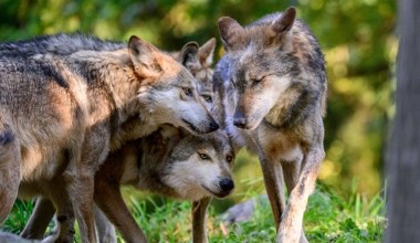 Wytępili wszystkie wilki. Wróciły po 100 latach i znów jest problem