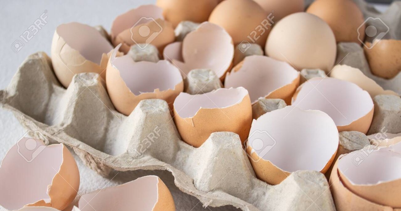Wytłoczki do jajek można wykorzystać na kilka sposobów. /123RF/PICSEL
