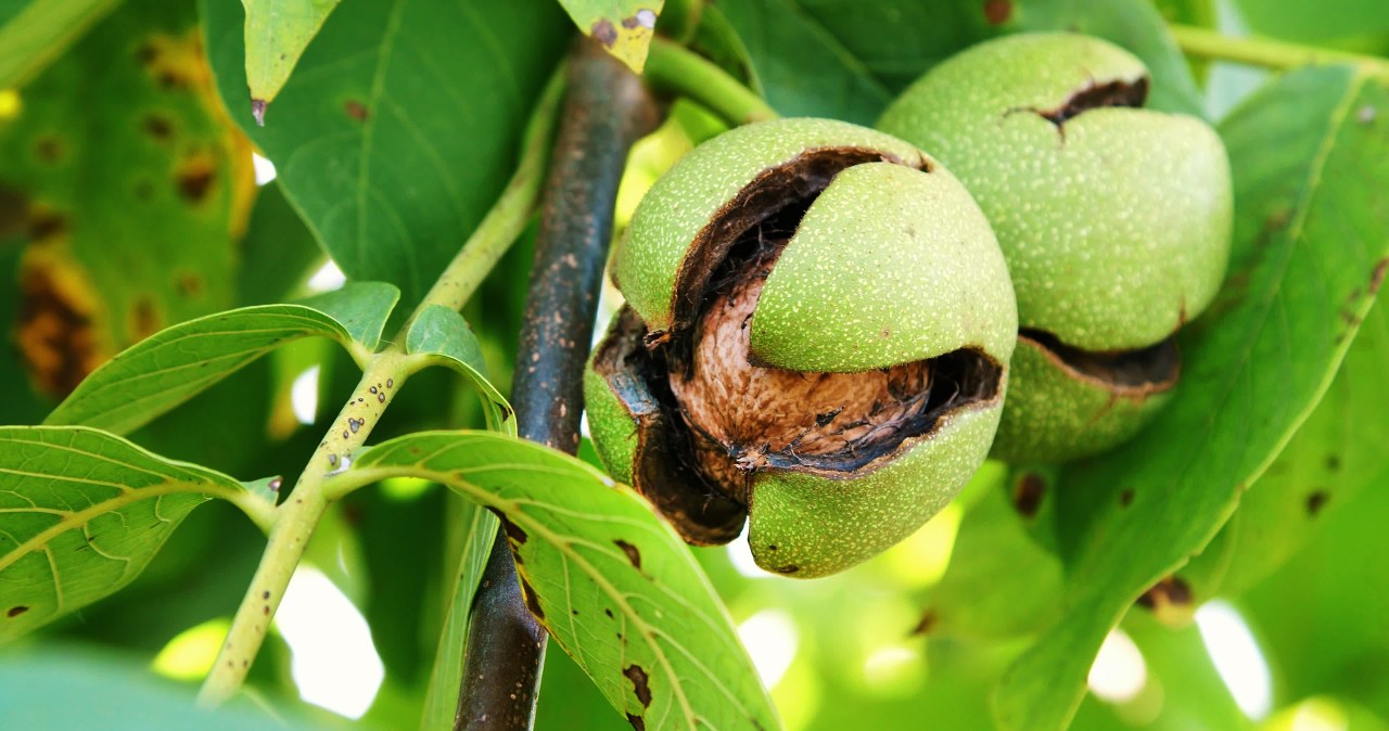 Wywar z łupin orzecha włoskiego pomoże przyciemnić rzęsy /123RF/PICSEL