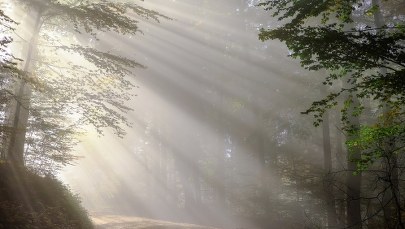 Wywieźli 17-latka do lasu i kazali mu kopać grób 