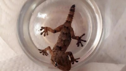 Wyziębiona jaszczurka w kartonie z grejpfrutami. Mały gekon ze stresu odrzucił ogon