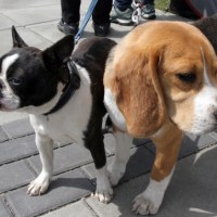 Boston terrier i beagle