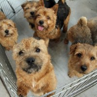 Norwich i Norfolk terriery 