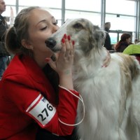 Chart rosyjski Borzoj