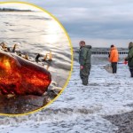 "Wyznacznikiem są mewy". Ekspert o tym, jak znaleźć najcenniejsze bryłki bursztynu