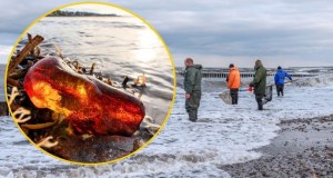 "Wyznacznikiem są mewy". Ekspert o tym, jak znaleźć najcenniejsze bryłki bursztynu