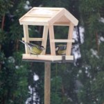 Wyzwanie dla przyrodników. Rozpoznajesz te ptaki w karmniku?