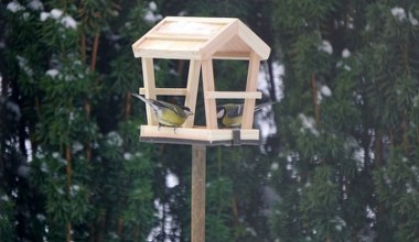 Wyzwanie dla przyrodników. Rozpoznajesz te ptaki w karmniku?