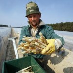Wyzysk na farmie!