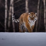 Wzięli z Rosji tygrysy, by stworzyć populację u siebie. Są kontrowersje