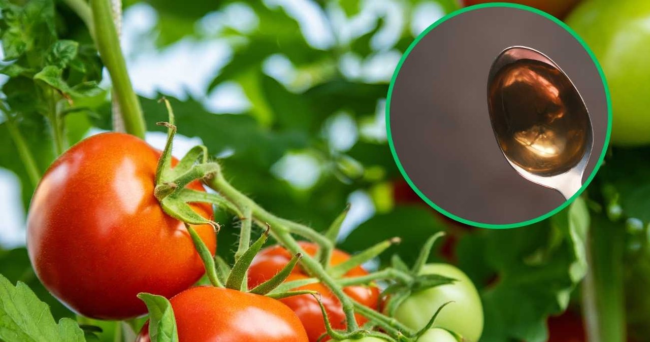Wzmocnij pomidory produktem z apteki, a urosną duże i soczyste. /Pixel