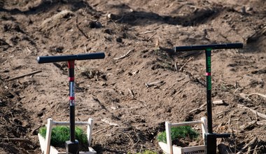 Wzrośnie premia za zalesianie. Jest projekt rozporządzenia