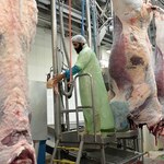 Wzrost eksportu wołowiny z uboju rytualnego