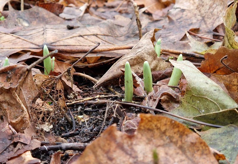 Wzrost przebiśniegów stymuluje wysoka temperatura. /miastokolobrzeg.pl /