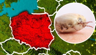 Wzrost przypadków boreliozy w Polsce. O tym musisz pamiętać