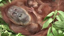 Wzruszająca historia ślepej orangutanicy 
