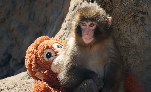 Wzruszająca historia z zoo. Pluszowa maskotka zastąpiła małej małpce matkę