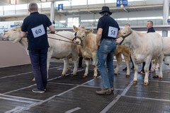 XXX Narodowa Wystawa Zwierząt Hodowlanych w Poznaniu