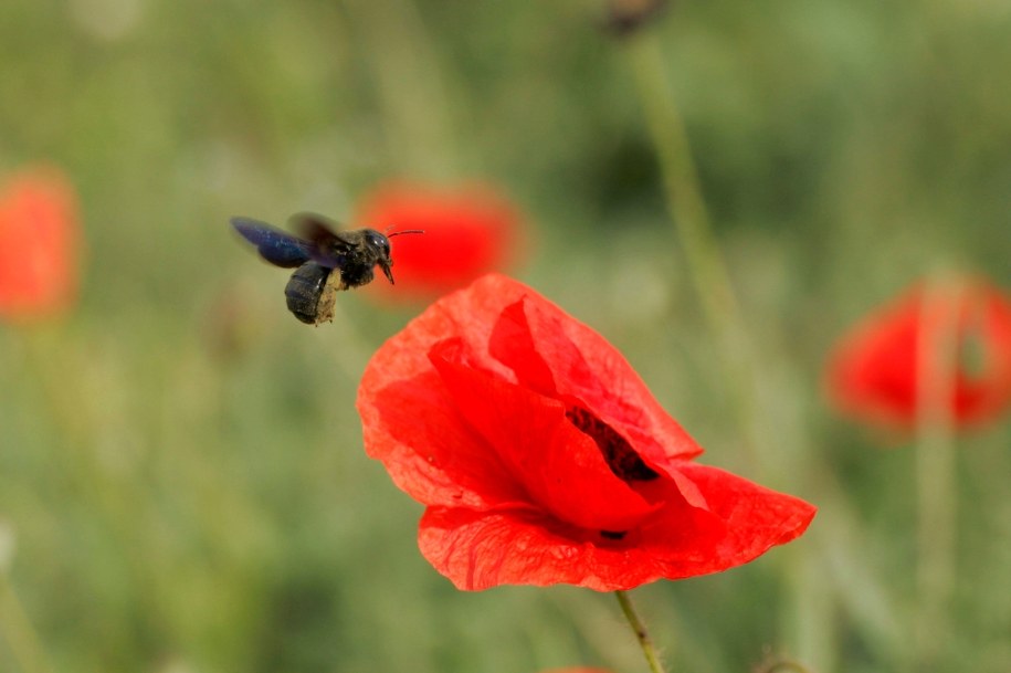 Xylocopa violacea, czyli "czarna pszczoła" / 	Hinze, K. /PAP/EPA