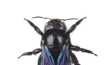 Xylocopa violacea: Wielka, czarna pszczoła