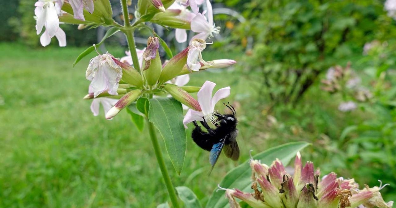 Xylocopa violacea /Siegra Asmoel / imageBROKER /Agencja FORUM