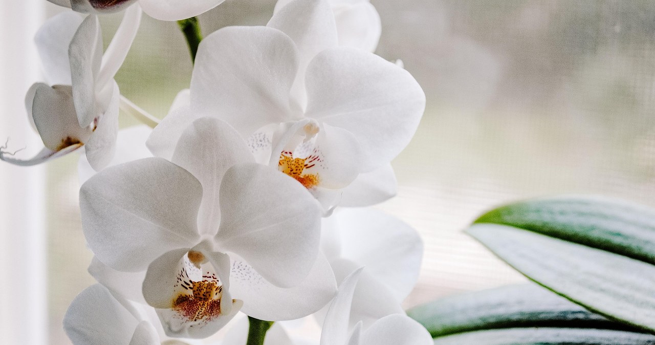 Яблуко і банан пришвидшать цвітіння орхідеї /pixabay.com