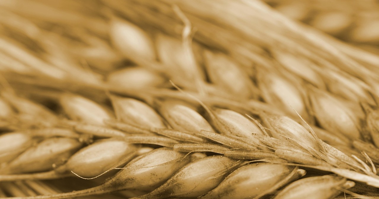 Ячмінь - найстрашніший ворог "поганого" холестерину /pixabay.com