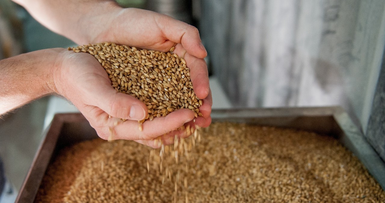 Ячмінна кава виготовляється зі смажених зерен ячменю. Вона має м’який, обволікаючий смак із приємним зерновим ароматом /pixabay.com