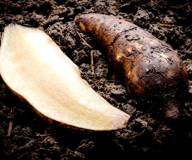Yacon: Leczy cukrzycę i pomaga schudnąć