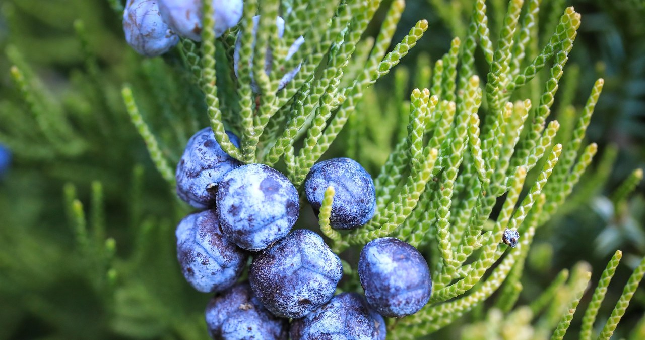 Ягоди цього чагарнику можна їсти свіжими або сушеними /pixabay.com