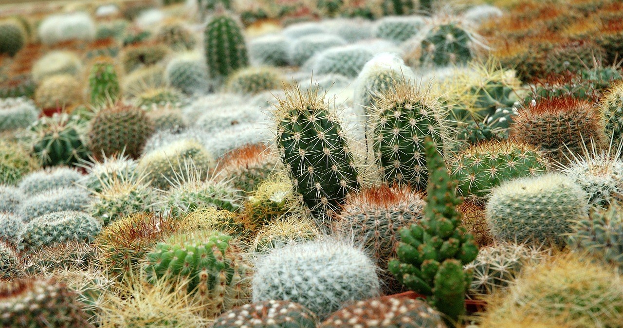 Як часто слід поливати кактуси? Основні поради /pixabay.com