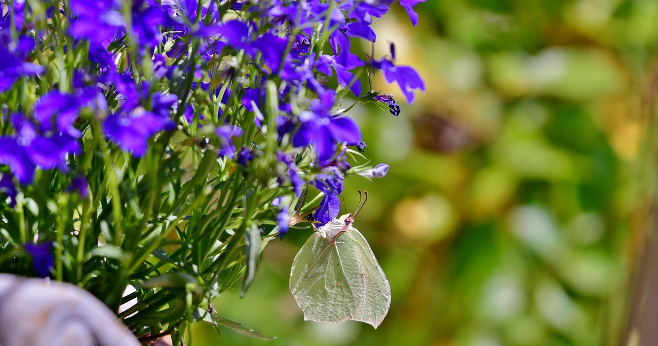 Як доглядати за лобелією: важливі поради /pixabay.com