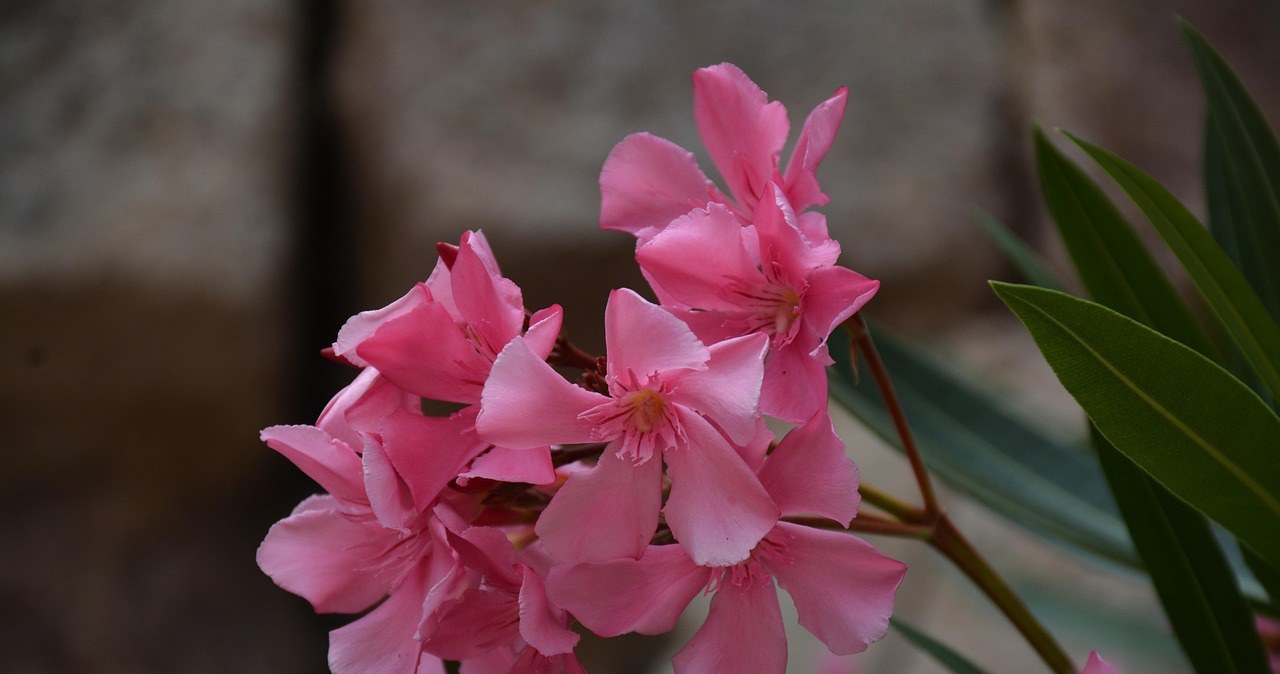 Як доглядати за олеадром взимку? Важливі поради /pixabay.com