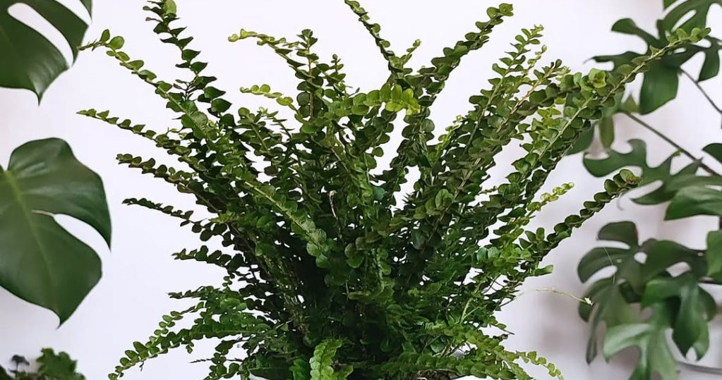 Як доглядати за папоротю взимку, щоб вона була пишною та зеленою? /Domena publiczna