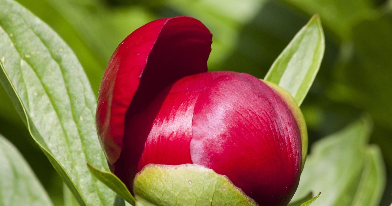 Як доглядати за півоніями перед весною? /pixabay.com