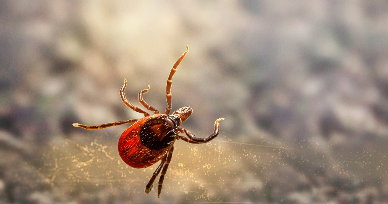 Як кліщі потрапляють до наших осель та як їх позбутися? /pixabay.com