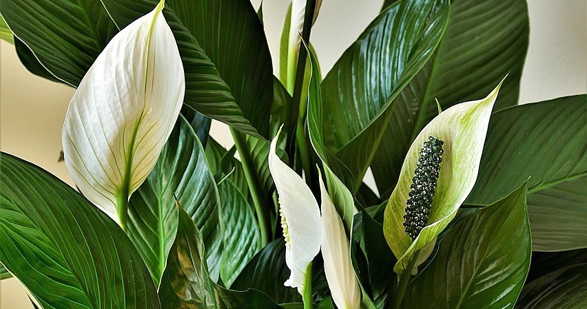 Як пересадити спатифілум? Найкращий метод /pixabay.com