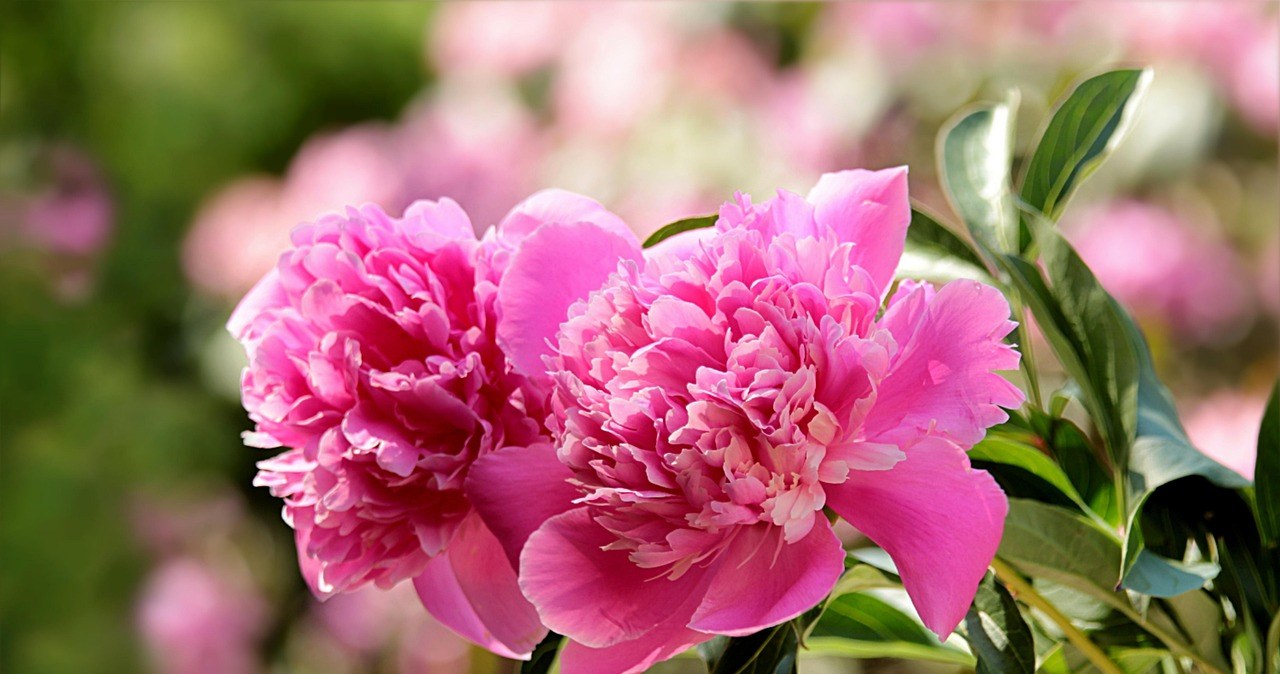 Як підготувати півонії до зими? Найефективніші методи /pixabay.com