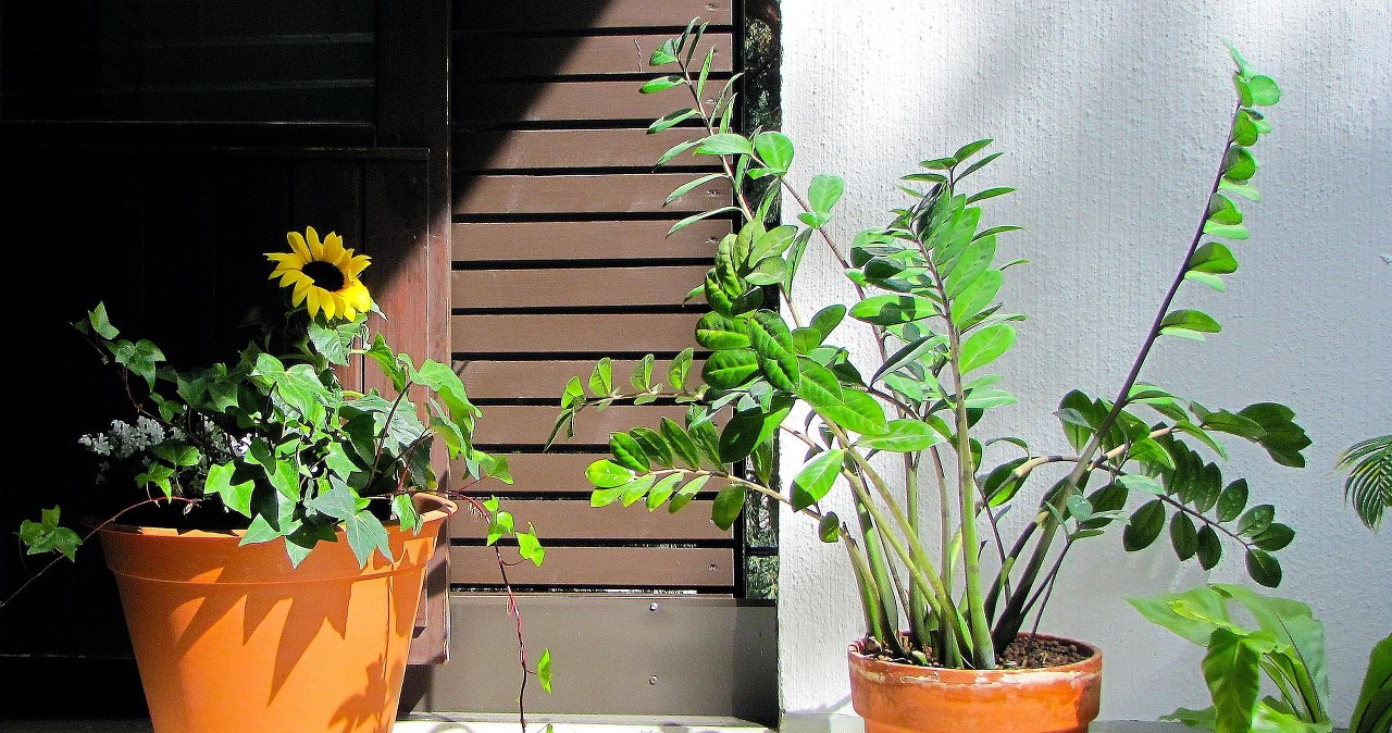 Як підживити заміокулькас? /pixabay.com