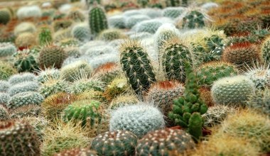 Як поливати кактуси: 9 порад, щоб уникнути гниття