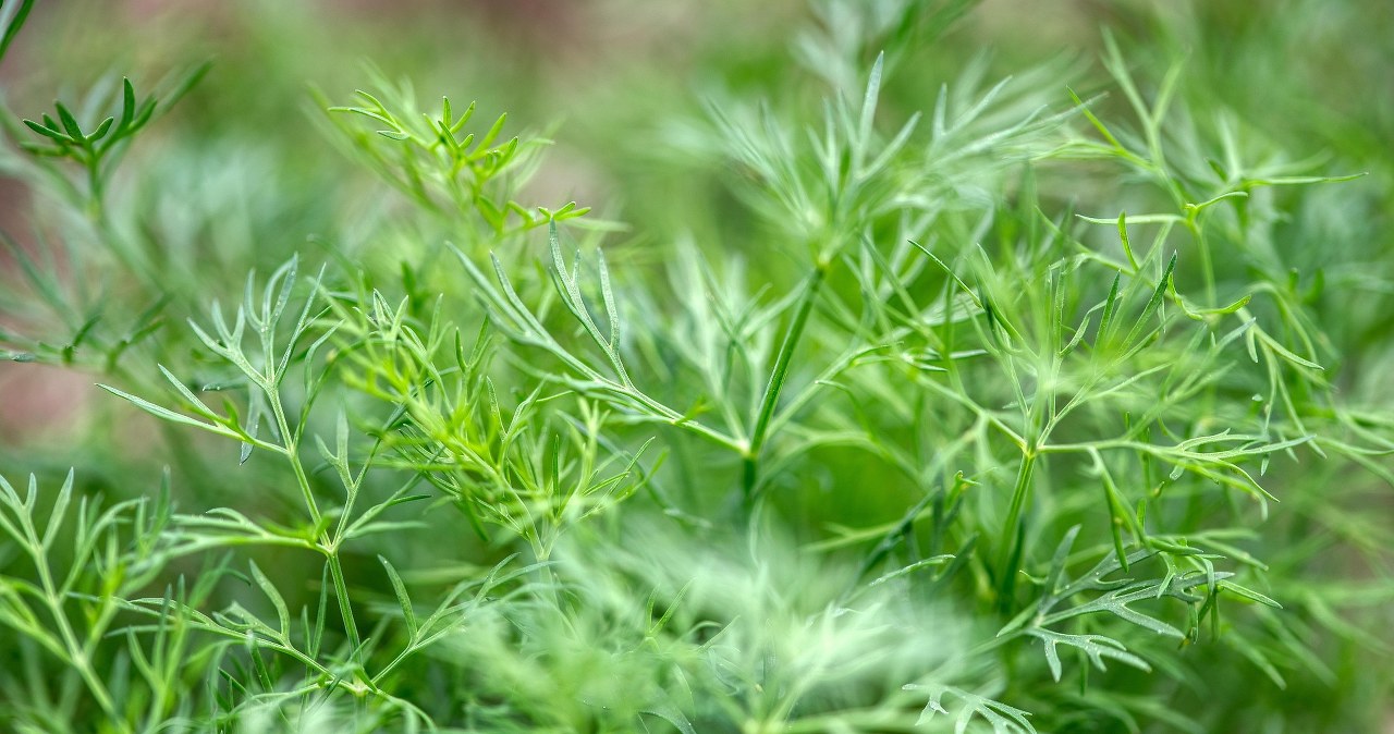 Як посіяти кріп, щоб він не "впав" після сходів? /pixabay.com