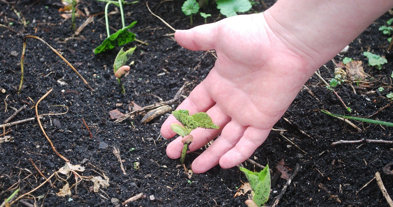 Як правильно підживити ґрунт восени, щоб отримати багатий врожай у наступному сезоні? /pixabay.com