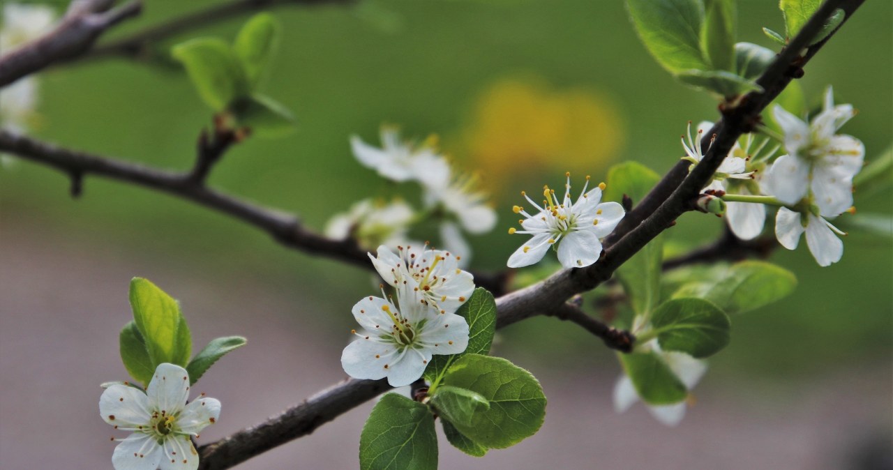 Як удобрювати плодові дерева азотом навесні? Практичний посібник /pixabay.com