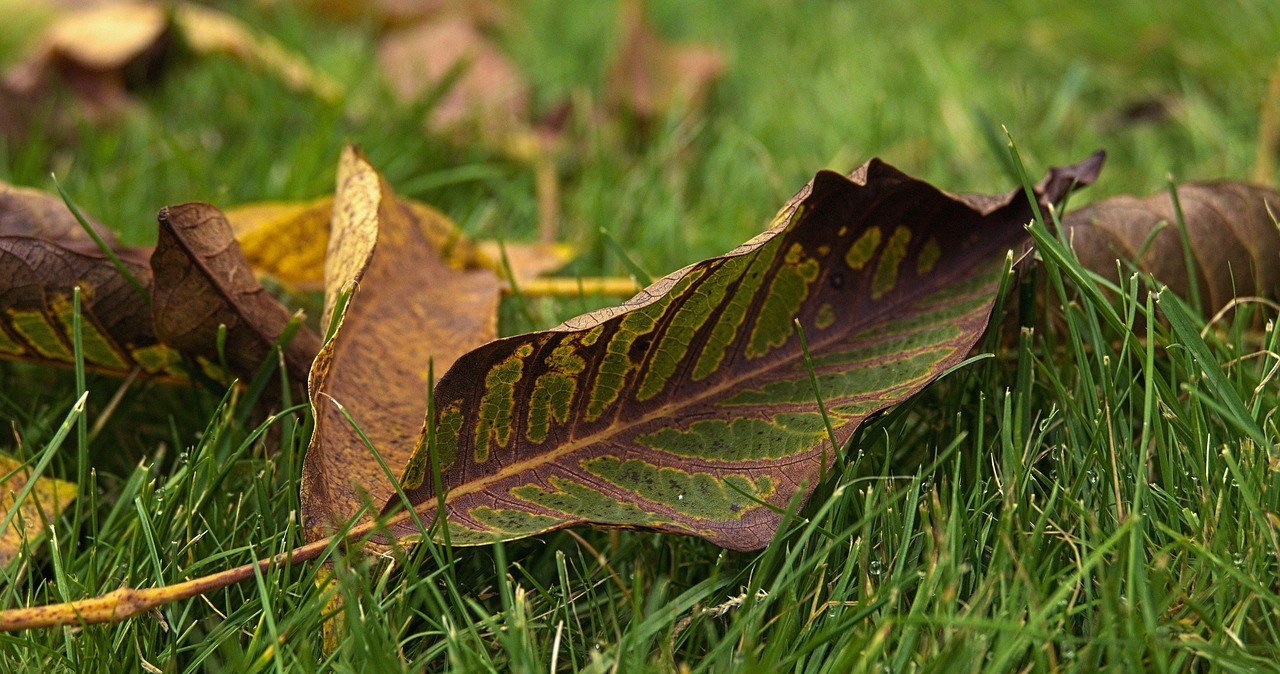 Як використовувати опале листя волоського горіха? /pixabay.com
