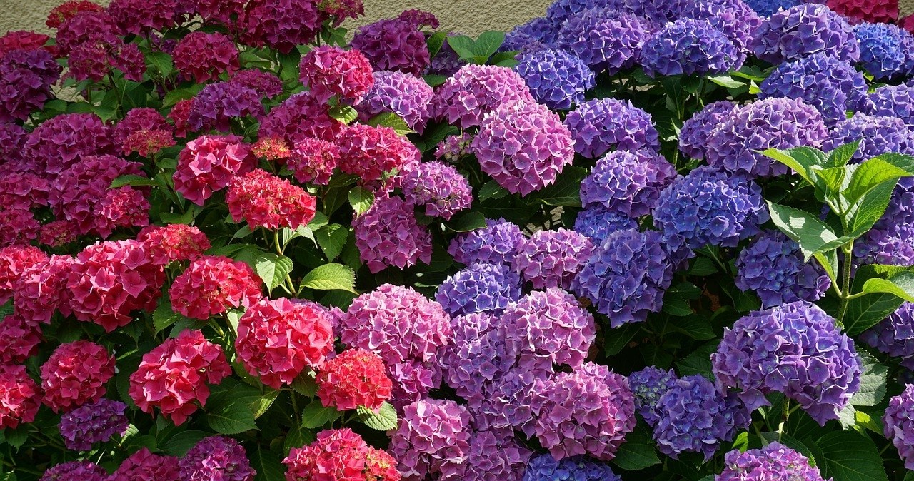 Як змінити колір квітів гортензії без використання хімічних засобів? /pixabay.com