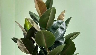 Як змусити фікус пишно розрастатися? Особливості догляду взимку