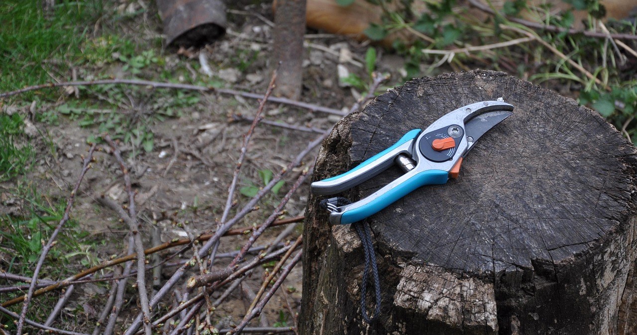 Які рослини потребують обрізання в листопаді? Методи обрізки плодових та декоративних чагарників /pixabay.com