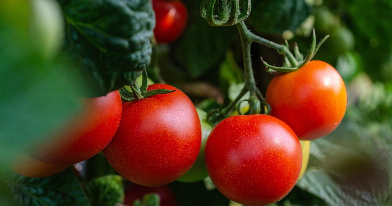 Які рослини варто посадити поруч із помідорами, щоб отримати багатий урожай? /pixabay.com