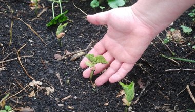 Якщо додати до компосту, ви отримаєте чудове добриво для рослин