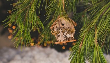 Ялинка чи сосна? Експерт розповідає, яке дерево довше прослужить